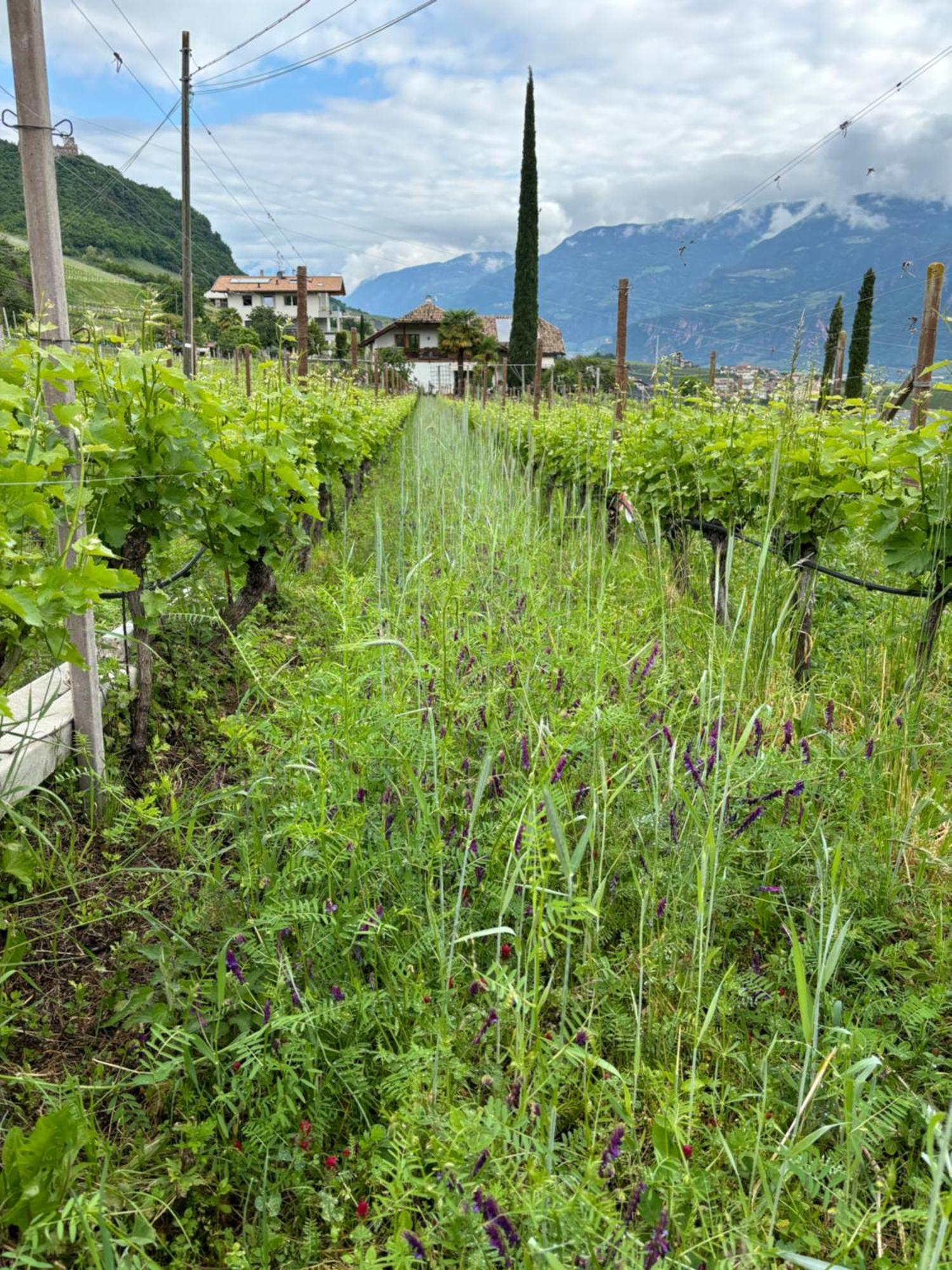 Gfillhof Ferienwohnung 3 Appiano Sulla Strada Del Vino Zewnętrze zdjęcie